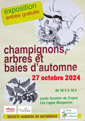Exposition « Champignons, arbres et baies d&rsquo;automne » - 0