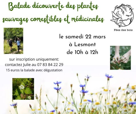 Balade autour des plantes sauvages comestibles et médicinales - 0
