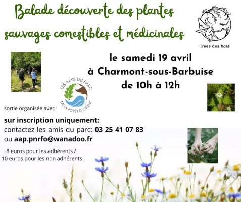 Balade autour des plantes sauvages - 0