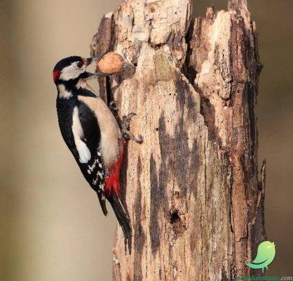 Parcours/Atelier Famille « Initiation à l’ornithologie » - 0
