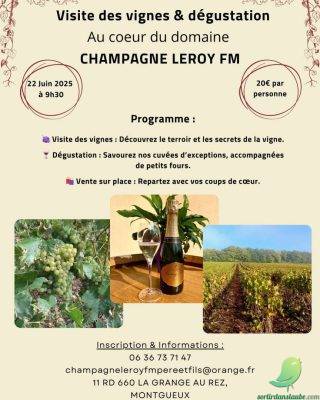 Visite des vignes et dégustation - 0