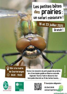 Les petites bêtes des prairies : un safari miniature au cœur de la nature ! - 0