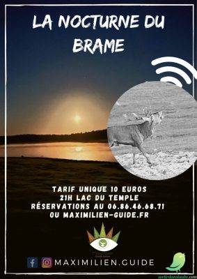 Vivre le brame du cerf en nocturne - 0