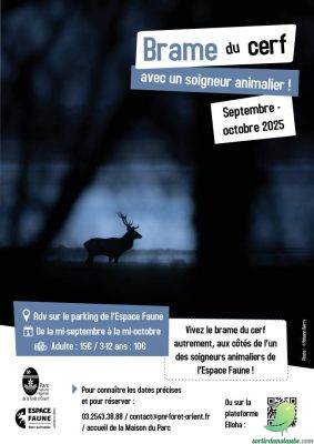 Brame du cerf : une immersion sensible avec un soigneur animalier - 0