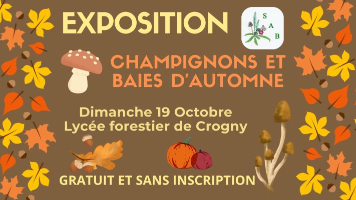 EXPOSITION: Champignons, arbres, mousses et baies d&rsquo;automnes - 0