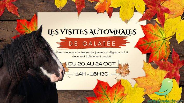 Les visites automnales de Galatée - 0