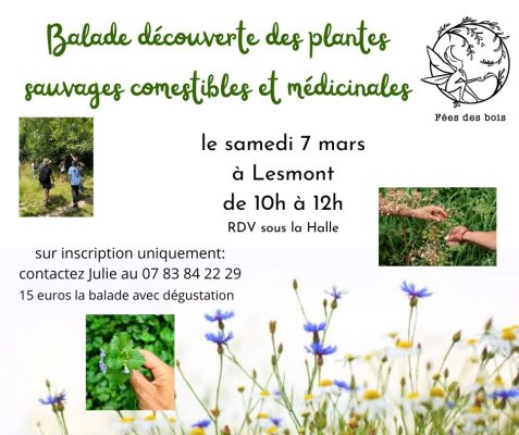Balade découverte des plantes sauvages - 0