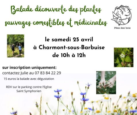 Balade découverte des plantes sauvages - 0