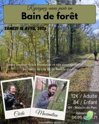 Bain de forêt - 0