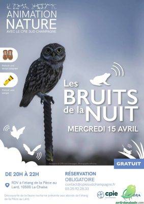 Les bruits de la nuit - 0
