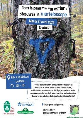 Dans la peau d&rsquo;un forestier : découvrez le marteloscope - 0
