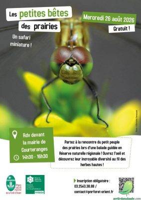 Les petites bêtes des prairies : un safari miniature au cœur de la nature - 0