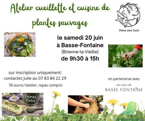 Atelier cueillette et cuisine de plantes sauvages - 0