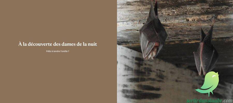 À la découverte des dames de la nuit - 0