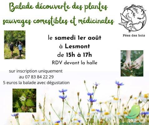 Balade découverte des plantes sauvages - 0