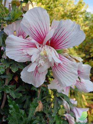 Journées spéciales Hibiscus - 0