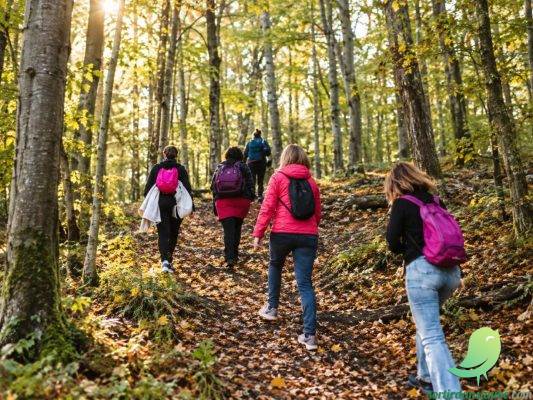 BAIN DE FORÊT — 4 heures pour ralentir et souffler - 0