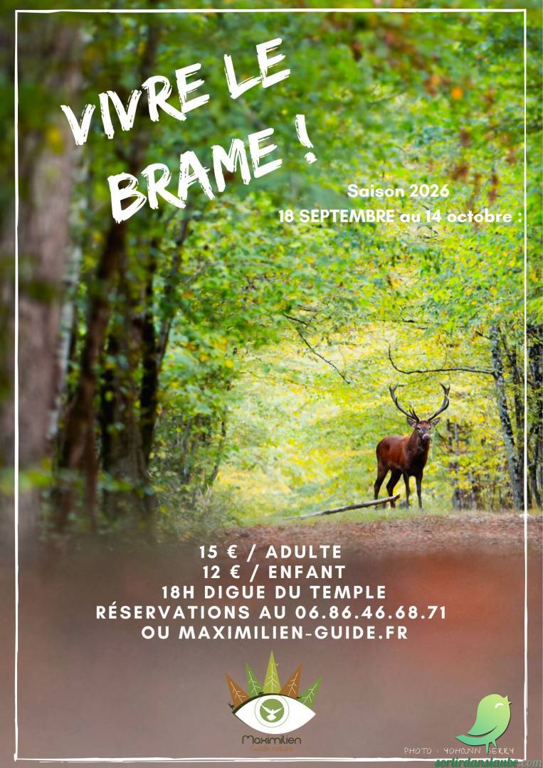 Vivre le brame du Cerf - 0