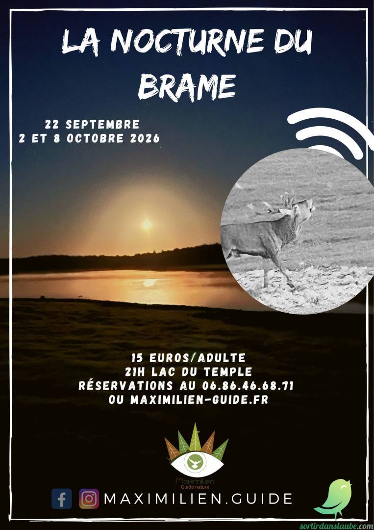 Les nocturnes du Brame - 0