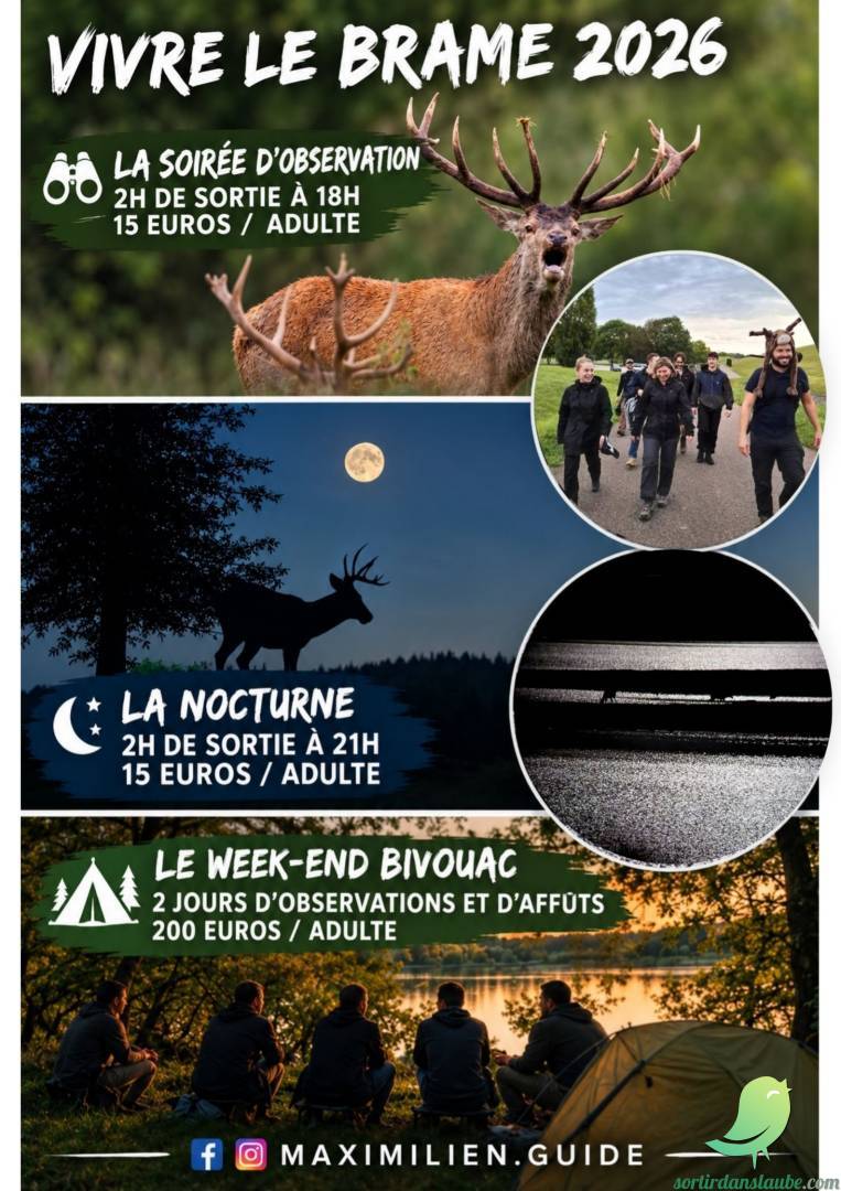 Vivre le Brame du Cerf avec Maximilien - 0
